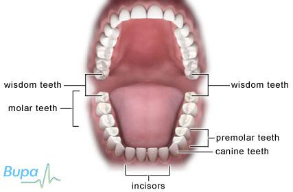 Wisdom Teeth Removal