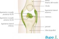 Rehabilitacion distension ligamentos rodilla Rehabilitacion distension ligamentos rodilla
